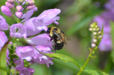 Bumblebee on purple flowers